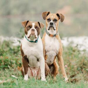 About Lisa Harris & Woof It Up! Dog Training