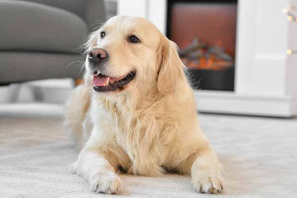 In-Home Dog Trainers Services