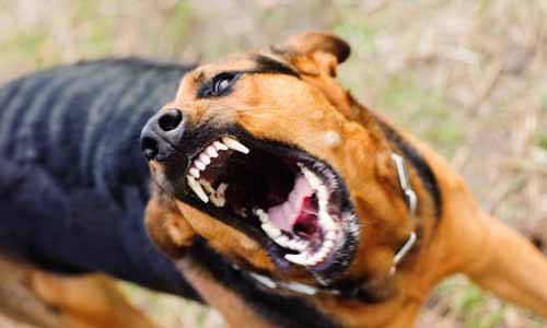 Services: Reactivity & Aggression Training For Dogs