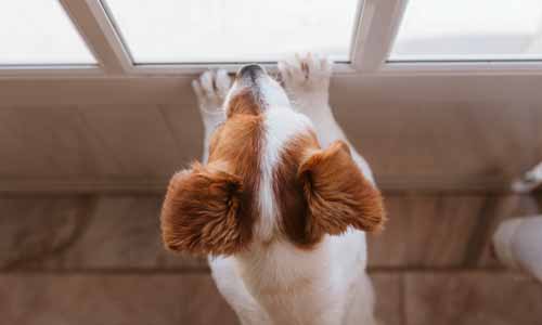 Services: Separation Anxiety Training For Dogs