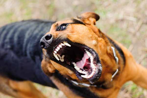 Trainers for dogs with reactivity & aggression problems.
